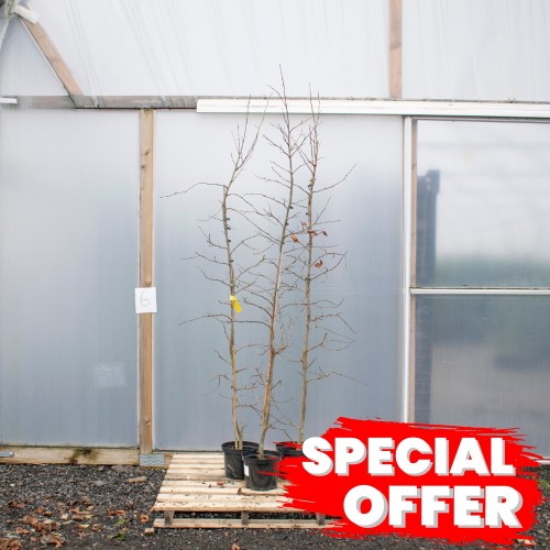 Parrotia Persica 175/200cm 10L (Ironwood) | ScotPlants Direct